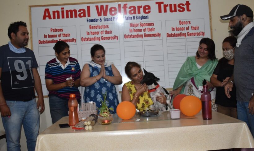 Celebrating successful completion of 1000 surgeries - Animal Welfare Charitable Trust