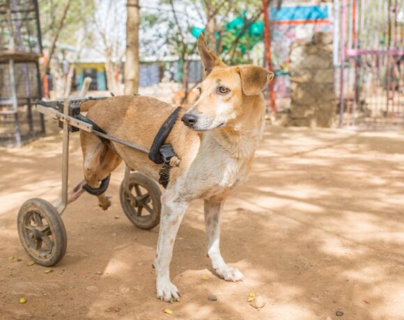 disabled & paralyzed dogs - Animal Welfare Charitable Trust