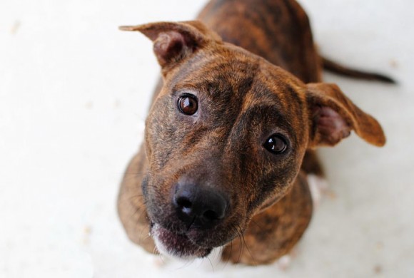 Animal Birth Control programs - Animal Welfare Charitable Trust